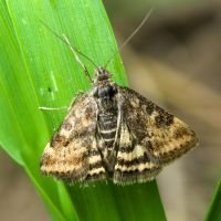 Pyrausta despicata