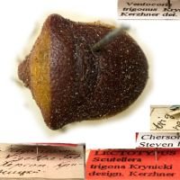 Ventocoris (Ventocoris) rusticus