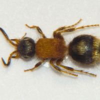 Smicromyrme rufipes