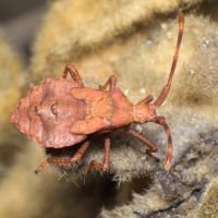 Coreus marginatus