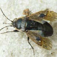 Graptopeltus lynceus