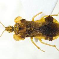 Phymata americana