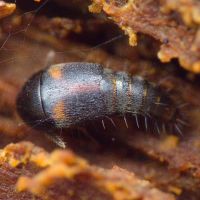 Sepedophilus bipunctatus