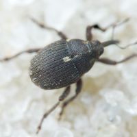 Glocianus punctiger