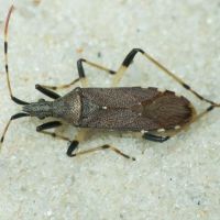 Dicranocephalus albipes