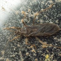 Reduvius personatus