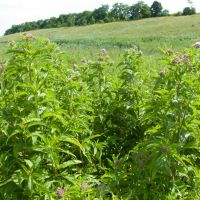 Eupatorium cannabinum