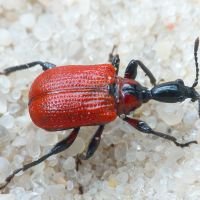 Apoderus coryli