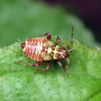 Rhabdomiris striatellus