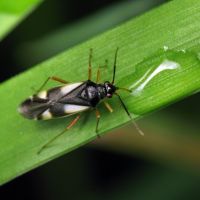 Dryophilocoris flavoquadrimaculatus