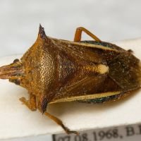 Andrallus spinidens