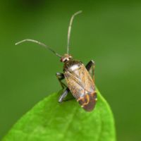 Polymerus (Polymerus) nigrita