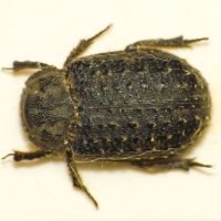 Trox hispidus