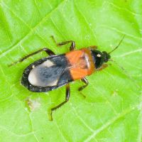 Prostemma sanguineum