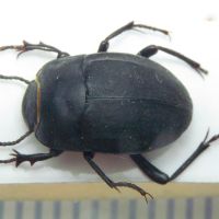 Erodius gibbus