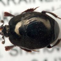 Saprinus semistriatus