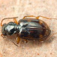 Bembidion (Trepanes) octomaculatum