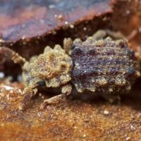 Nosodomodes diabolicus