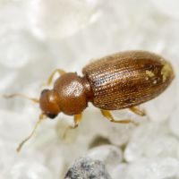 Corticarina