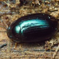 Platydema violaceum