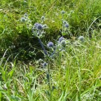 Eryngium planum