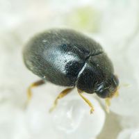 Stethorus punctillum