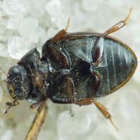 Cercyon