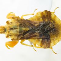 Phymata americana