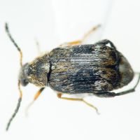 Bruchidius bimaculatus