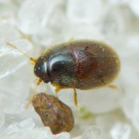 Nossidium pilosellum
