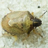 Rubiconia intermedia