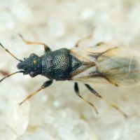 Metopoplax origani