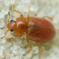 Coccidula rufa