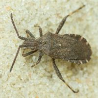 Bothrostethus annulipes