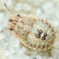 Sciocoris