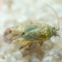 Plagiognathus chrysanthemi