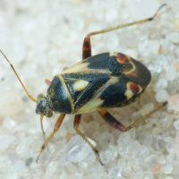 Polymerus (Poeciloscytus) unifasciatus