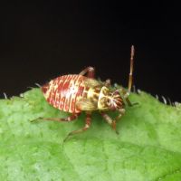 Rhabdomiris striatellus