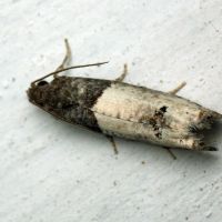 Notocelia roborana