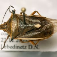 Andrallus spinidens