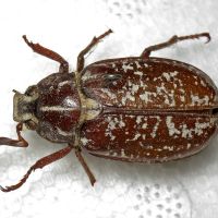 Polyphylla fullo