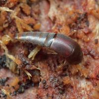 Sepedophilus testaceus