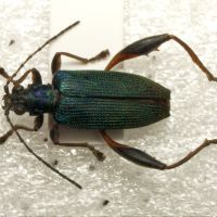 Donacia crassipes