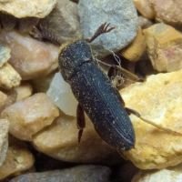 Melasis buprestoides
