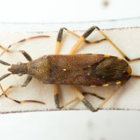 Dicranocephalus albipes