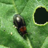 Neocrepidodera