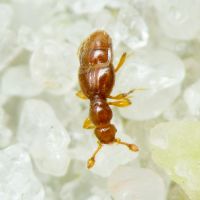 Trimium brevicorne