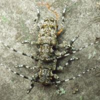 Aegomorphus clavipes