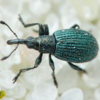Ischnopterapion virens