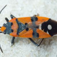 Lygaeus simulans